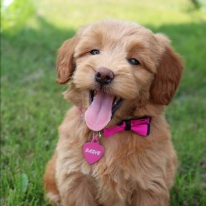 Meet your Posher, Steve